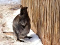 Horizontal photo of BennettÃ¢â¬â¢s wallaby sitting in snow with paws together